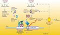 Evolutionary developmental biology
