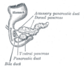 Pancreatic duct anatomy
