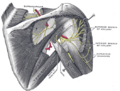 Gray's Anatomy Plate 810