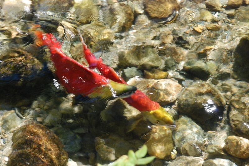 File:MaleFemaleSockeyeSpawning.jpg