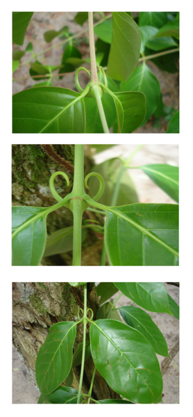 File:Uncaria tomentosa.png