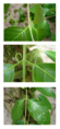 Thumbnail for version as of 22:29, 8 June 2026