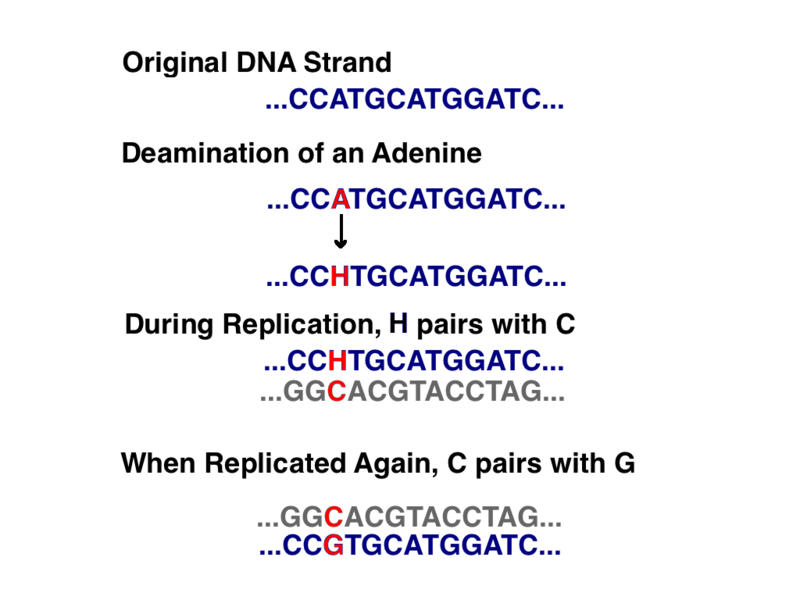 File:Adenine Deaminates to Guanine.png