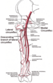 Diagram showing the circumflex femoral arteries, including the medial circumflex femoral artery.