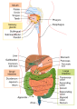 Diagram of the digestive system