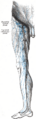 Gray's anatomy diagram of inguinal lymph nodes