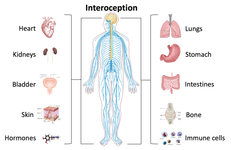 File:Interoception and the body.png