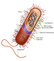 Cell (biology)
