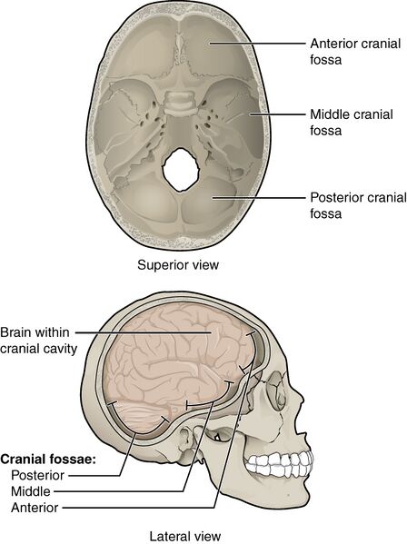 File:727 Cranial Fossae.jpg