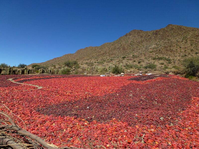File:Cachi 02.jpg