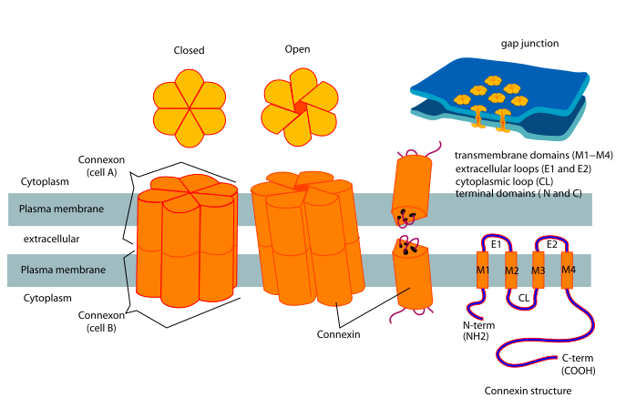 File:Connexon and connexin structure.svg