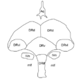 Thumbnail for version as of 03:31, 5 June 2026
