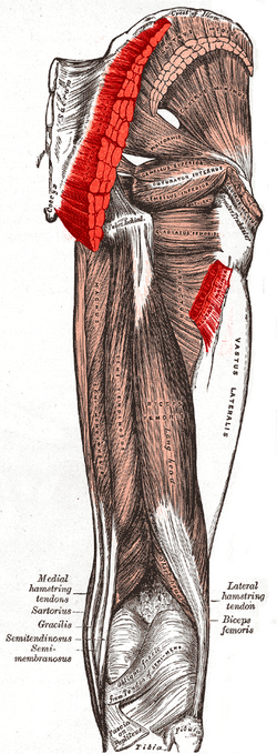 File:Gluteus maximus muscle.PNG
