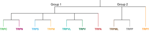 File:TRP Channel Phylogeny.svg