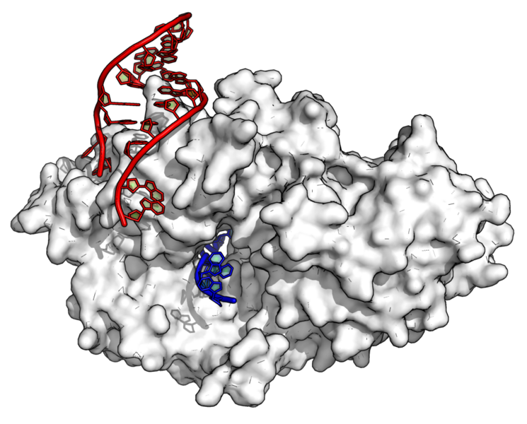 File:YRNA-Ro60.png