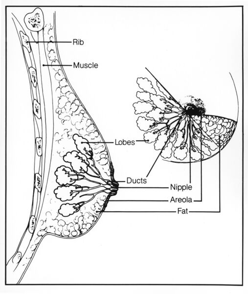 File:Breast structure.jpg