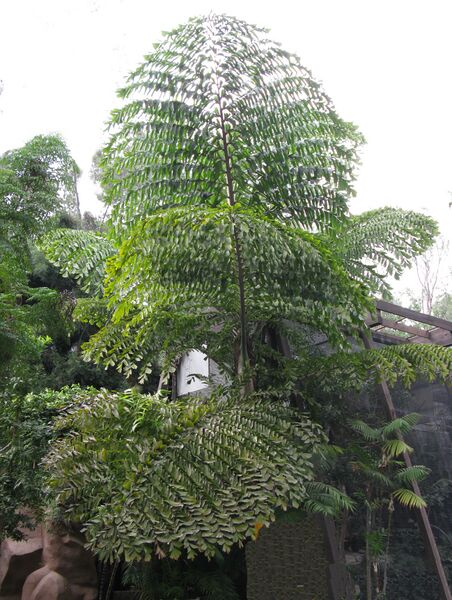 File:Caryota bipinnate leaves IMG 5385.JPG