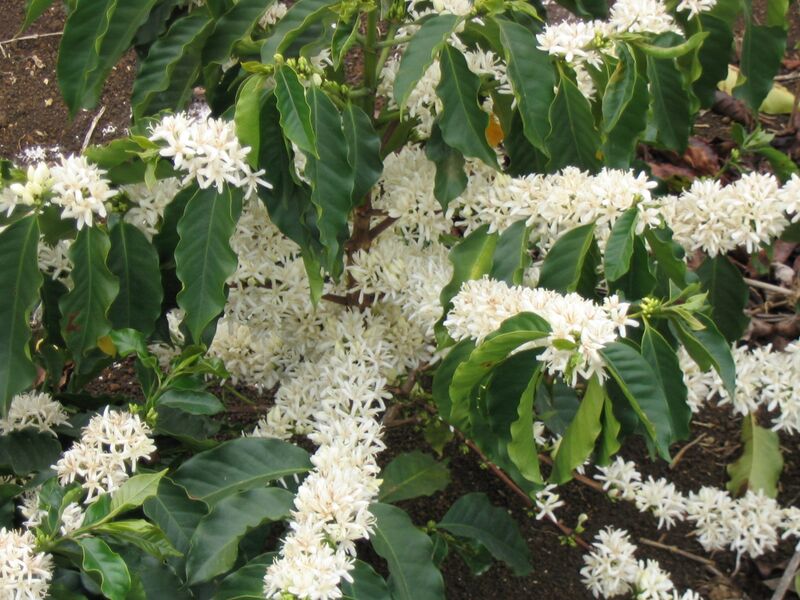 File:Coffee Flowers.JPG