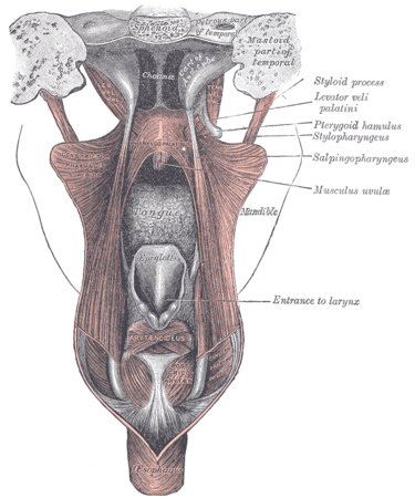 File:Gray1028.png
