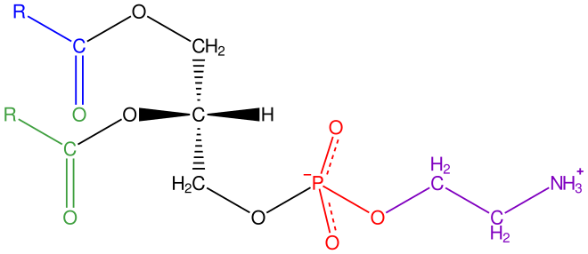 File:Phosphatidyl-ethanolamine.svg