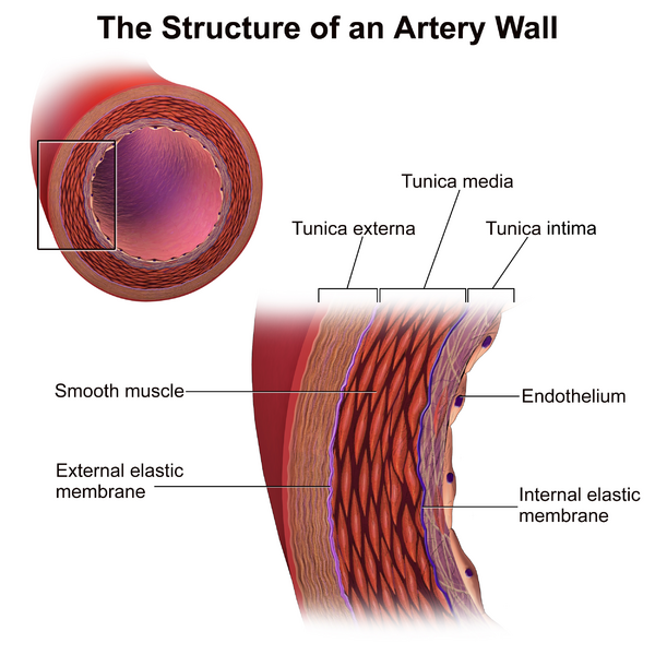 File:Blausen 0055 ArteryWallStructure.png