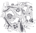 Thumbnail for version as of 17:28, 18 May 2026