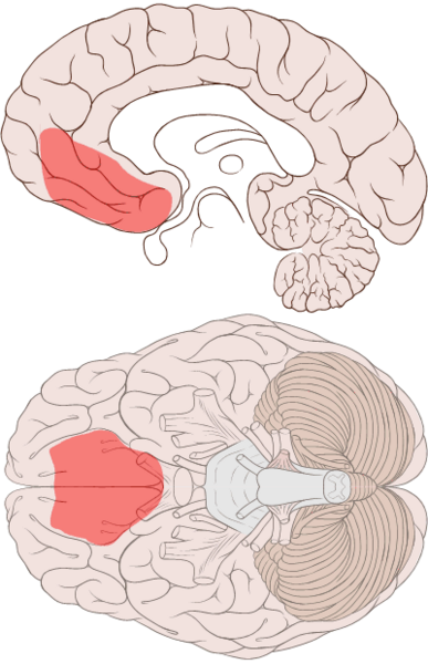 File:Ventromedial prefrontal cortex.png