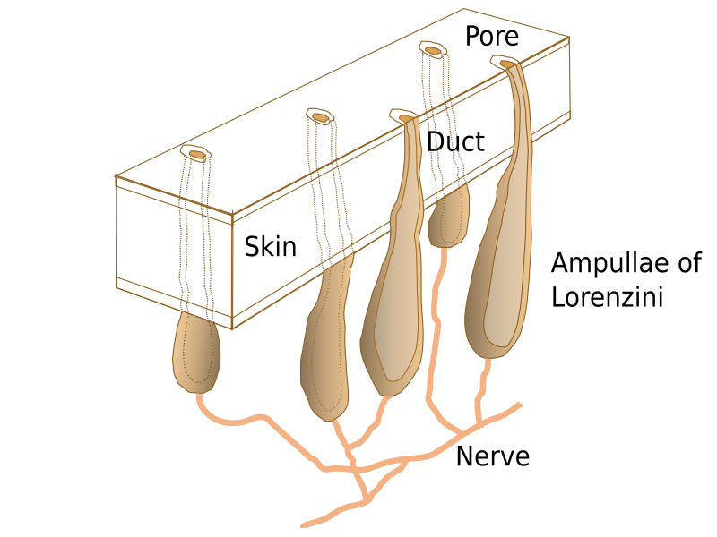 File:Ampullae of Lorenzini.svg