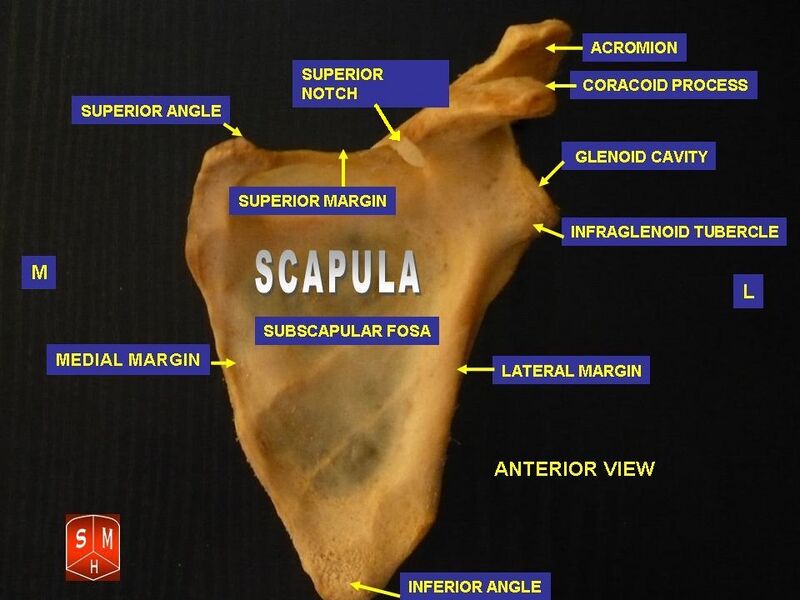 File:Anterior surface of scapula.jpg