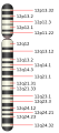 Chromosome 12