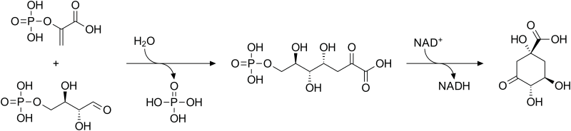 File:Shikimate pathway 1.svg