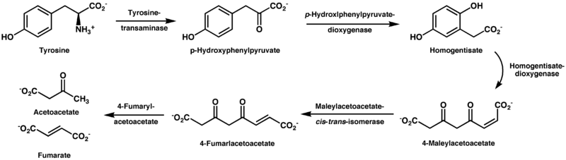 File:Tyrosinedegradation2.png