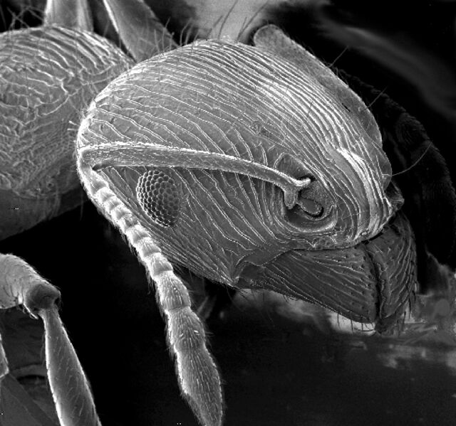 File:Ant SEM.jpg