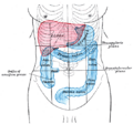 Ascending_colon