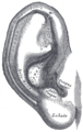 Outer ear