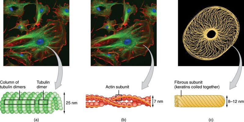 File:0317 Cytoskeletal Components.jpg