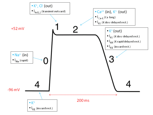 File:Action potential ventr myocyte.gif