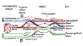 Pathways of the ciliary ganglion.