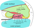 Cochlea cross-section