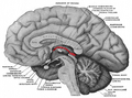 Thumbnail for version as of 13:40, 23 May 2026
