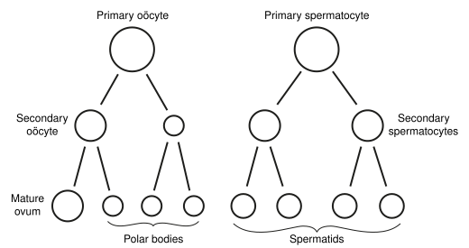 File:Gray's 7 (ovum maturation).svg