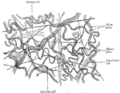 Elastic fiber