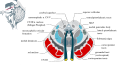 Thumbnail for version as of 09:20, 30 May 2026