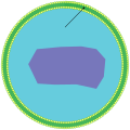 Diagram of a peroxisome