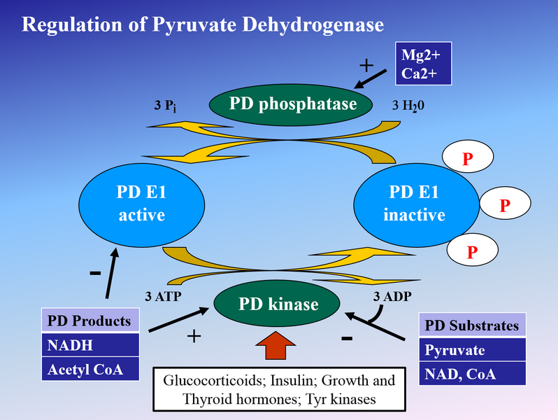 File:1400x1048 pdh regulation.png