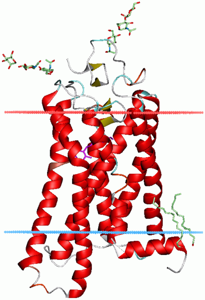 File:1gzm opm.png
