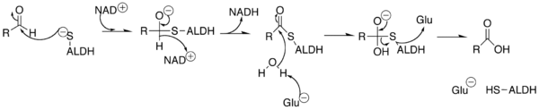 File:Aldehyde dehydrogenase mechanism.png