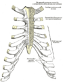 Costal cartilage anatomy