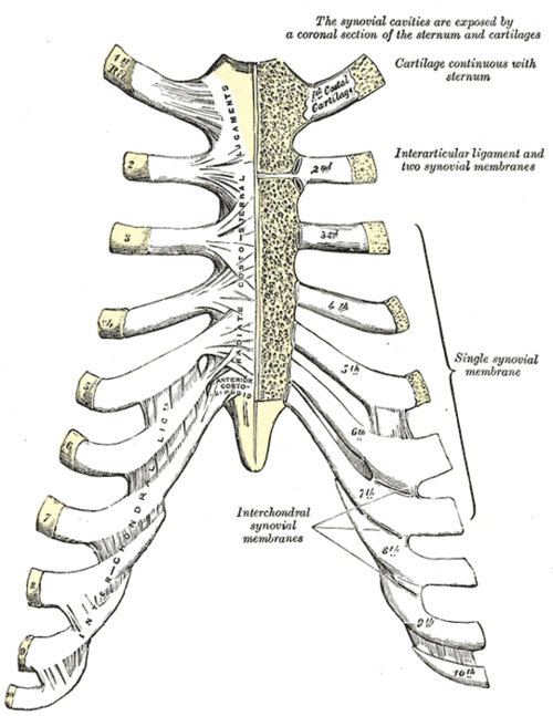 Costovertebral joints (Grays anatomy)