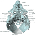 Model of a human embryonic chondrocranium.